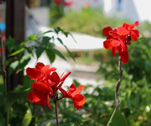 Eleni Dream Village Privatunterkunft *