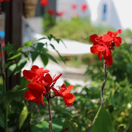 Eleni Dream Village Homestay *